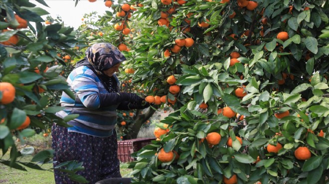 Mandalinada rekolte yüzleri güldürdü!