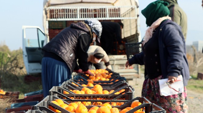 Mandalina üreticisini mutlu etti