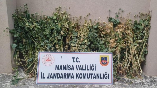 Manisa'da 222 kök haşhaş yakalandı