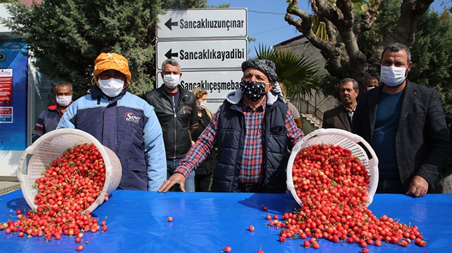 Manisa'da sezonun ilk kirazı kilosu 400 liradan satıldı