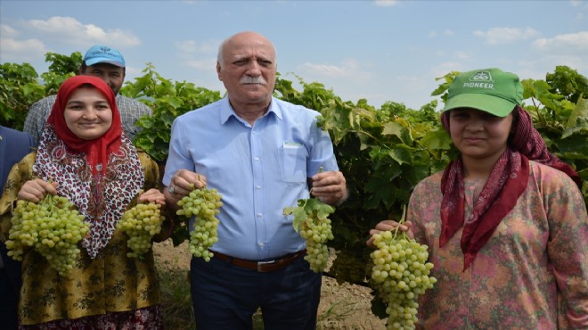 Üretici üzüm fiyatını bekliyor!