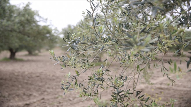 Manisa'da zeytin ağaçlarını 'halkalı leke' vurdu