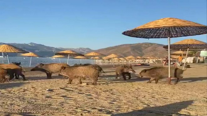 Marmaris'te domuzlar sahilin keyfini çıkardı