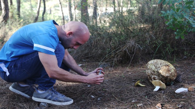 Muğla'da 3 kilogramlık mantar bulundu