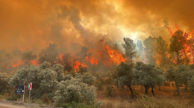 Muğla'da orman yangını!