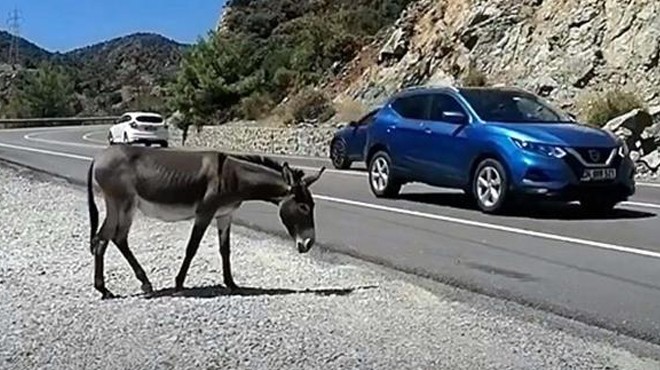 Muğla'da trafikte 'yaban eşeği' tehlikesi