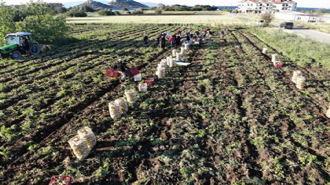 Muğla'da turfanda patatesin hasadına başlandı