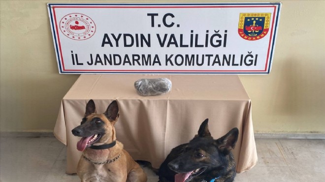 Narkotik köpekleri işbaşında... Zehir kuryesi yakalandı!