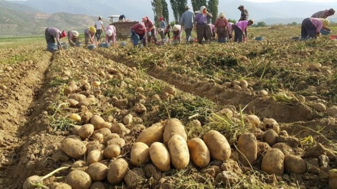 Ödemiş patatesi rötar yaptı