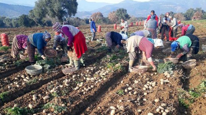 Ödemiş'te hem hasat hem ekim zamanı