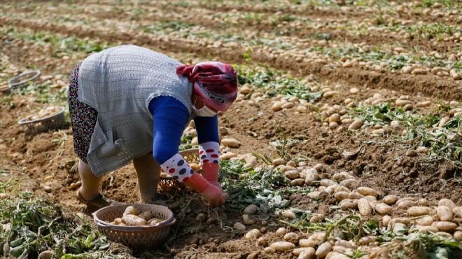 Ödemiş'te patates bereketi: Fiyatlar daha da düşecek!