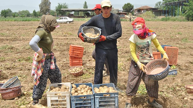 Ödemiş'te sıcak hava patates hasadını durduramadı!