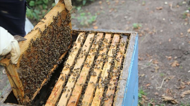 Ordulu arıcılar 20 bin tonun üzerinde rekolte bekliyor