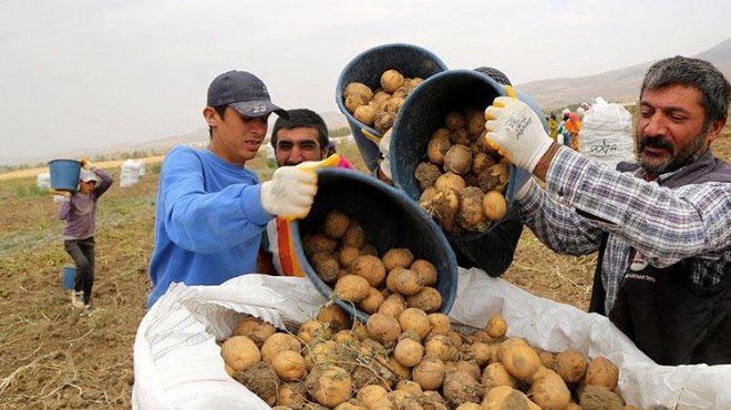 Patates ithalatından önemli gelişme!