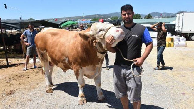 Pazarın en büyüğü... 'Toros Kaplanı' ne kadara alıcı buldu?