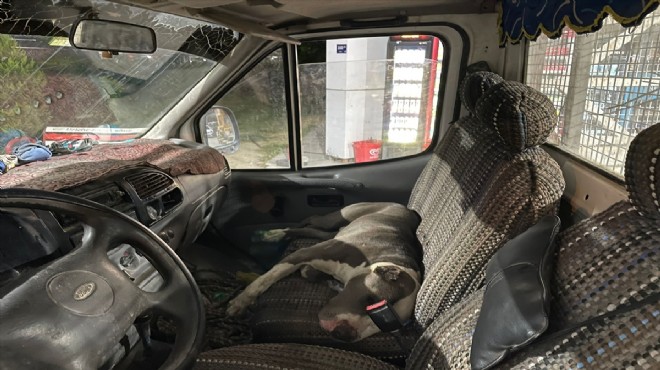 Pitbull aracı rehin aldı... 6 saat veteriner hekim beklendi!