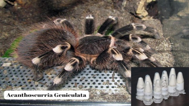 Polonya'dan Muğla'ya kargoyla tarantula!