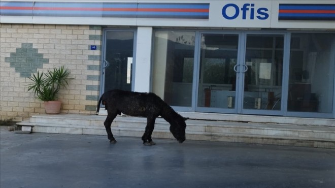 Sahipsiz yaralı eşek koruma altına alındı