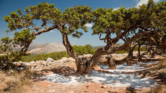 Sakız ağacının geleceği masada!