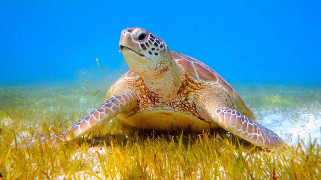 Caretta caretta yuvası, koruma altına alındı