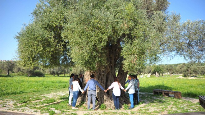 Seferihisar'da farklı bir müzayede... 'Ölmez ağacı'nın bin yıllık lezzeti...