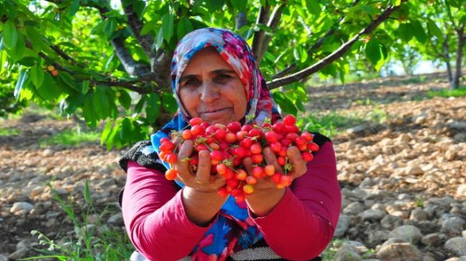 Sezonun ilk kirazı dudak uçuklattı!