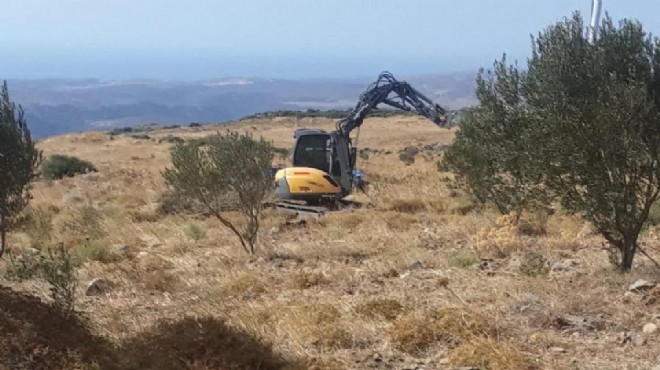 Şirket iptal, soruşturma kararlarını yine dinlemedi: Zeytin düşmanları devrede!