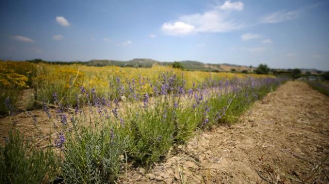 Tıbbi ve aromatik bitki ihracatı artıyor