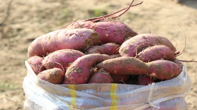 Torbalı'da mor patates hasadı yapıldı