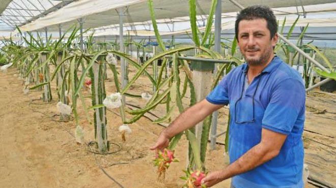 Torbalı'da üretilen 'pitaya' yüz güldürdü