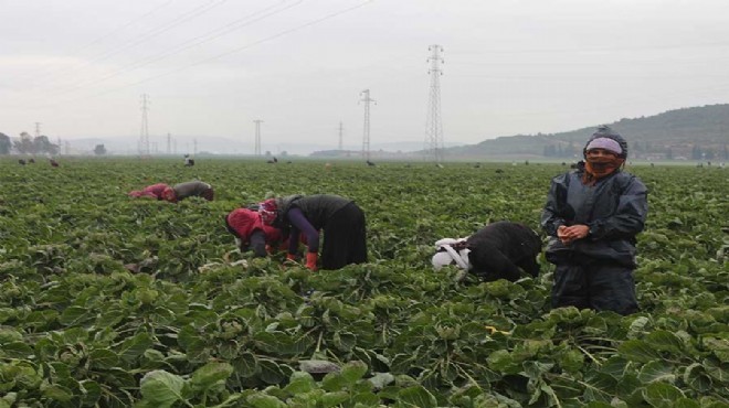 TÜİK'ten 'kadın ırgat' raporu: İzmir sınıfta kaldı!