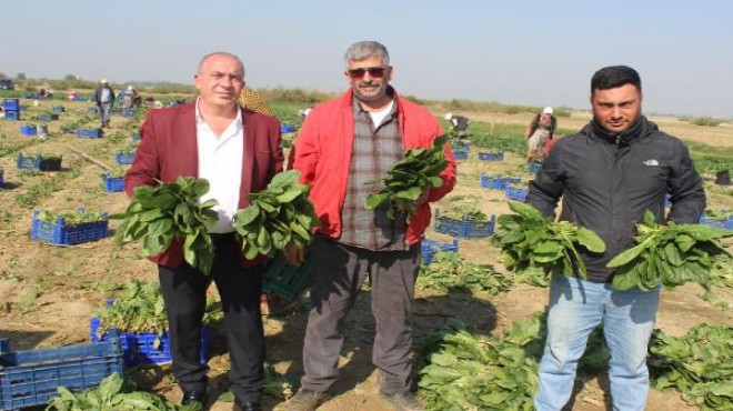 Üreticiden ıspanak savunması: 'Neresi zehirli' deyip çiğ çiğ yediler!