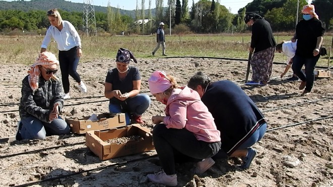 Urla'da salep yumruları toprakla buluştu