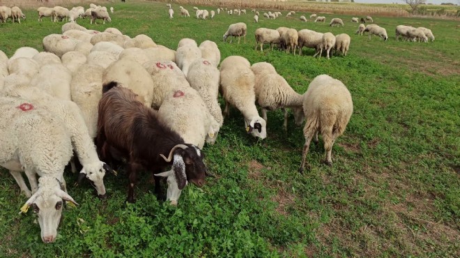 Uşak'ta koyun otlatma tartışması... 3 yaralı!