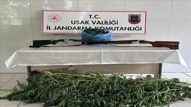 Uşak'ta zehir operasyonu... 1 kilo esrar yakalandı!