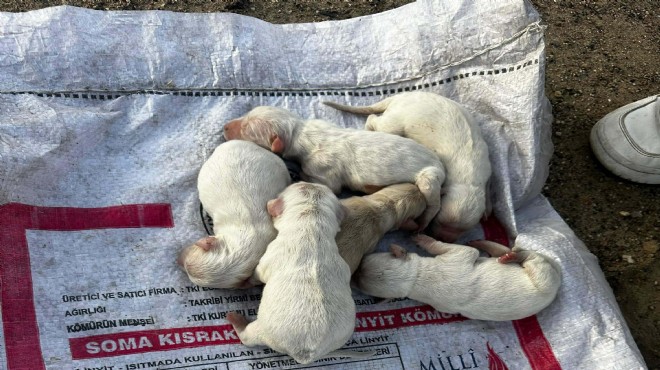 Vicdansızlığın bu kadarı... Çöpten yavru köpek çıktı!