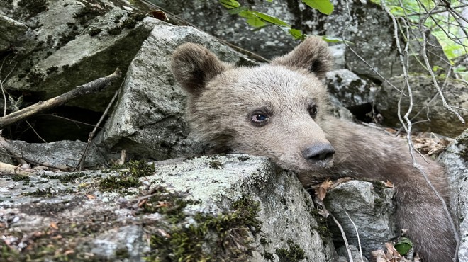 Yavru ayı tedavi altına alındı