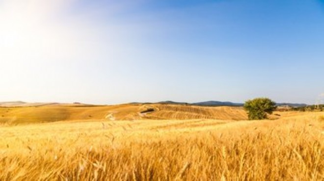 Yeni önlem: Bir yıl ekilmeyen tarla kiralanacak