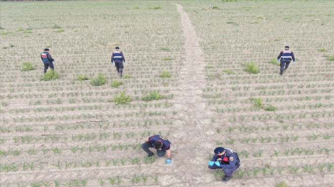 Zehir tarlasına baskın: 550 kök kenevir çıktı!