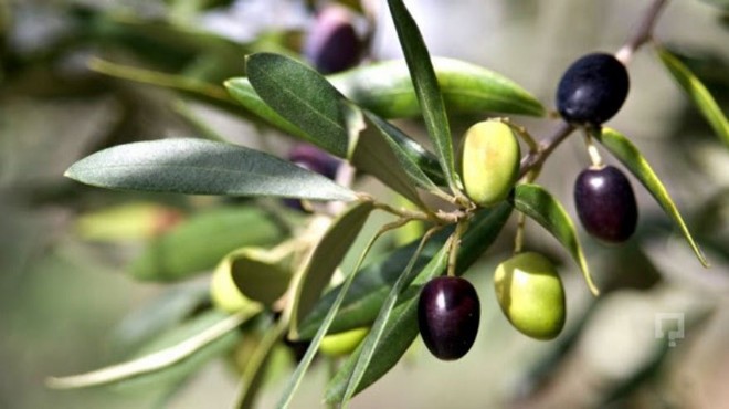 Zeytin üreticilerinden hükümete çağrı: Kaygılıyız!