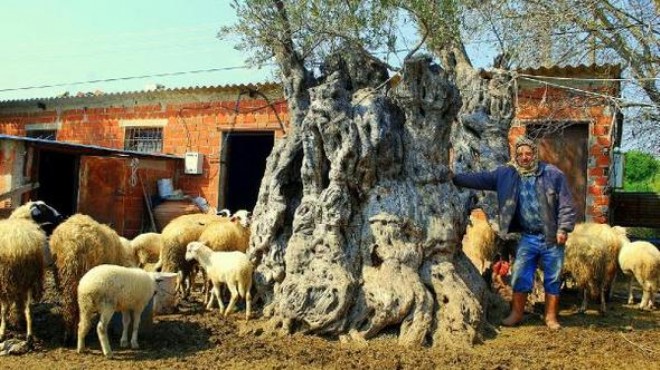 Zeytinyağı Müzesi'nde 'Zeytinyağı çalıştayı'