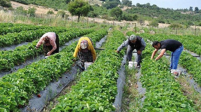 Ziraat Odası Başkanı Oray: Tarım alanlarını artık bize bırakın